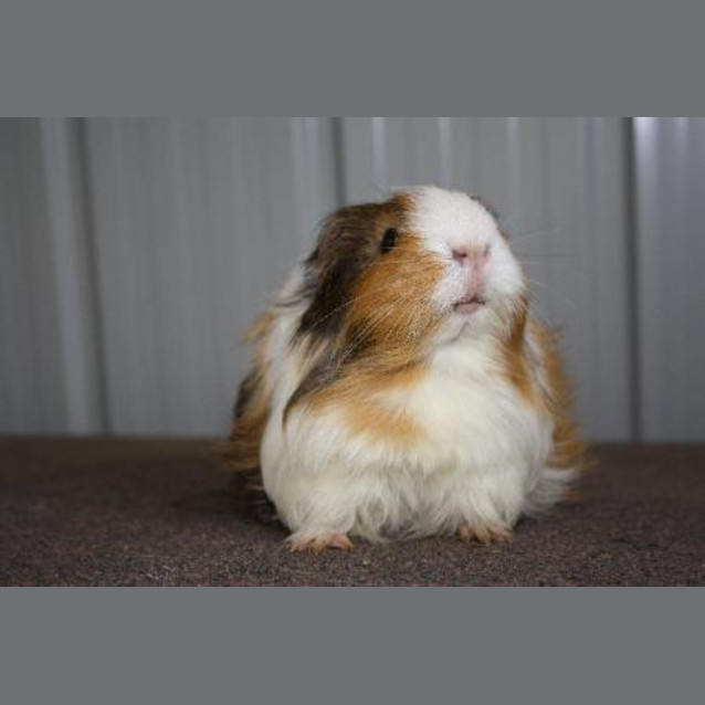 Photo of Penelope (Red Flag)