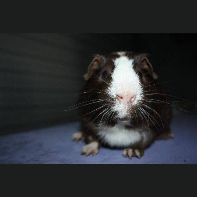 Photo of Mischief (Red Flag)