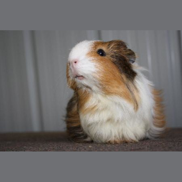Photo of Penelope (Red Flag)