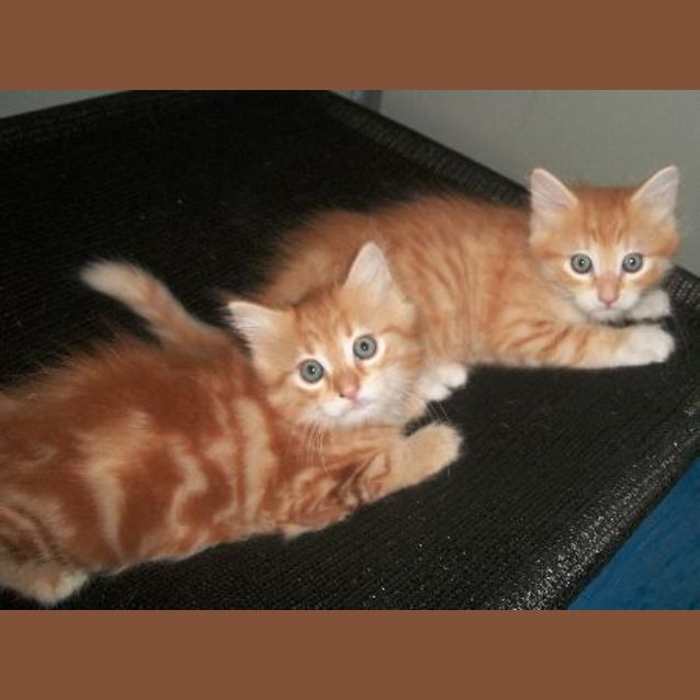 Photo of Cinnamon & Nutmeg
