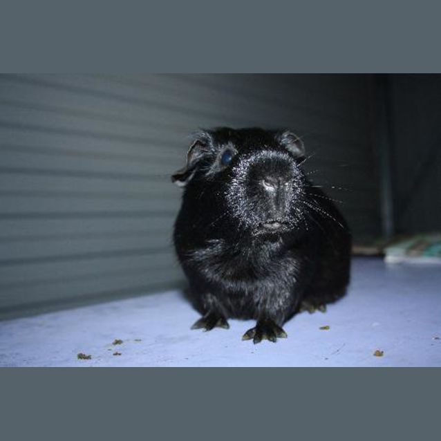 Photo of Houdini (Red Flag)