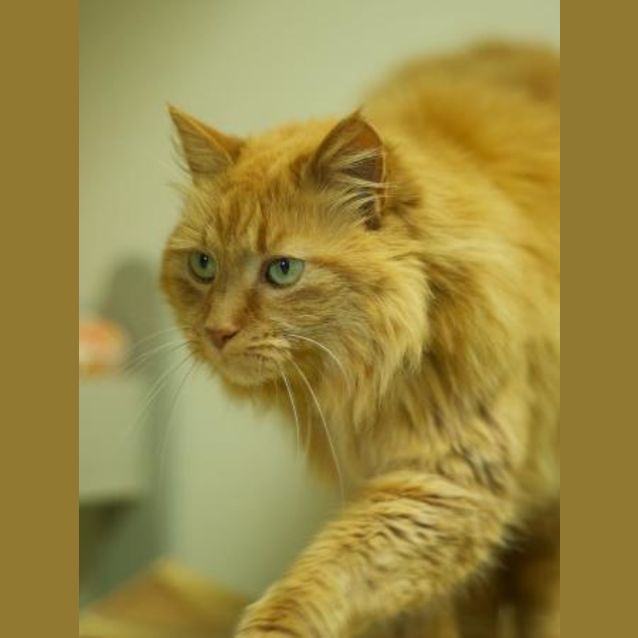Photo of "Molly" C5042