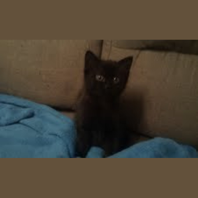 Photo of Female Kitten
