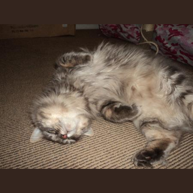 Photo of Chester