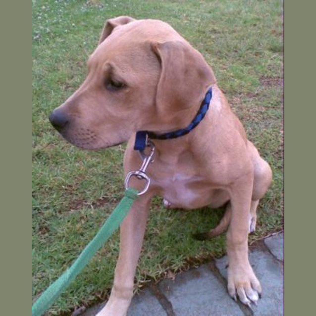 Photo of Honey Adoption Pending