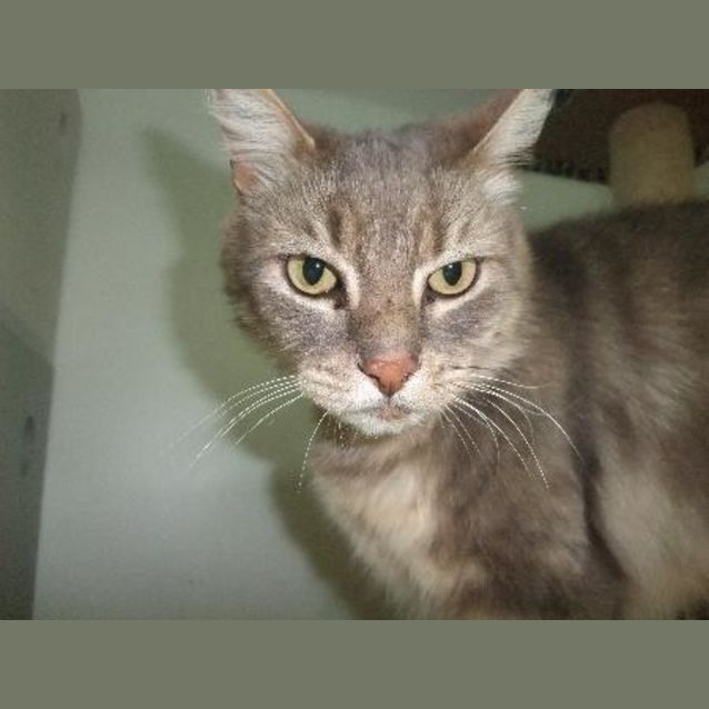 Photo of C7837 "Buddy"