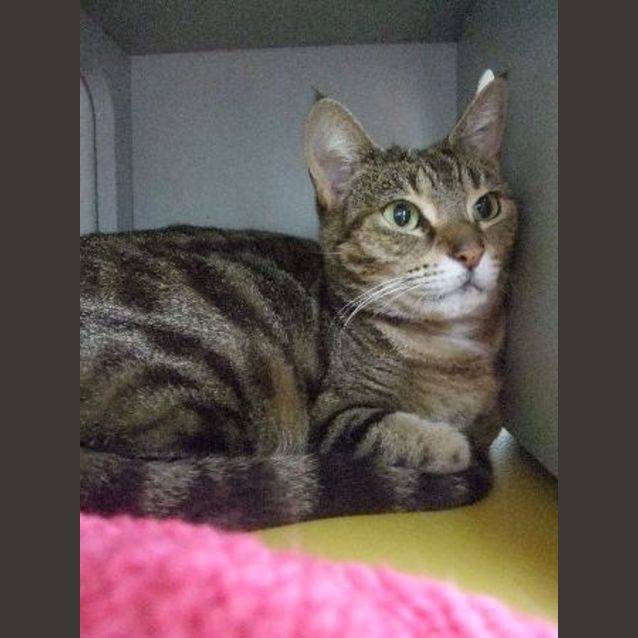 Photo of C7838