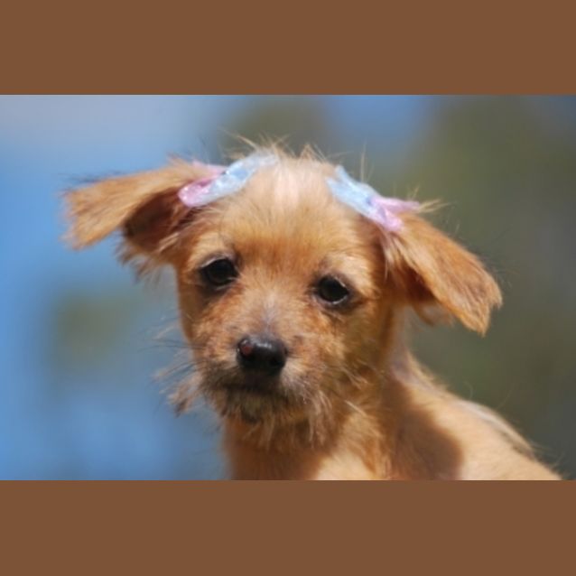 Photo of Sweet William