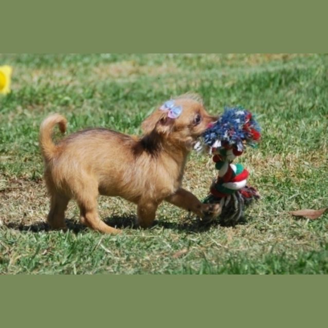 Photo of Sweet William