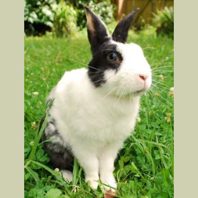 Photo of Thumper (Desexed And Vaccinated)  Special Needs
