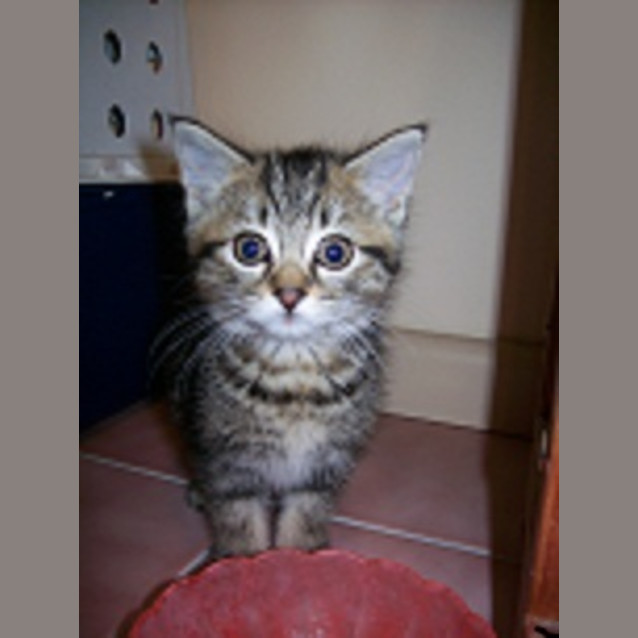 Photo of Itschy *Pending Adoption*