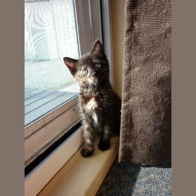 Photo of Scratchy * Pending Adoption*