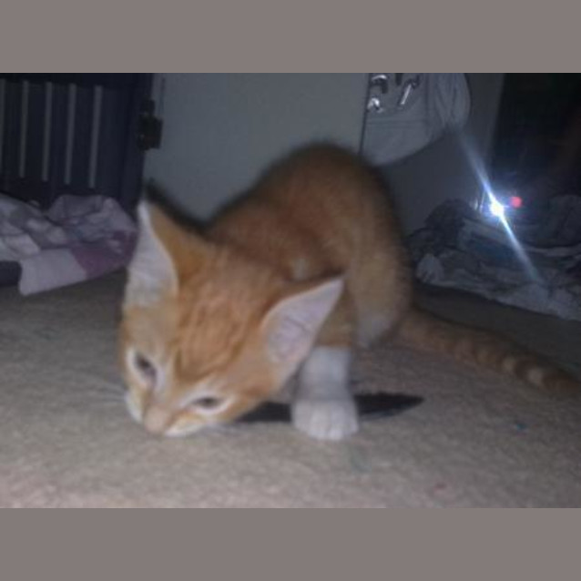 Photo of Jimmi