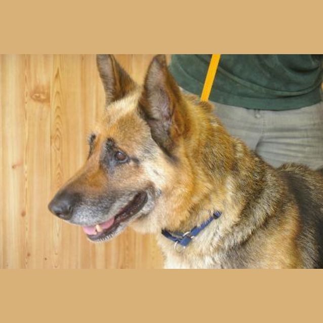 Photo of Nina On Hold Pending Adoption