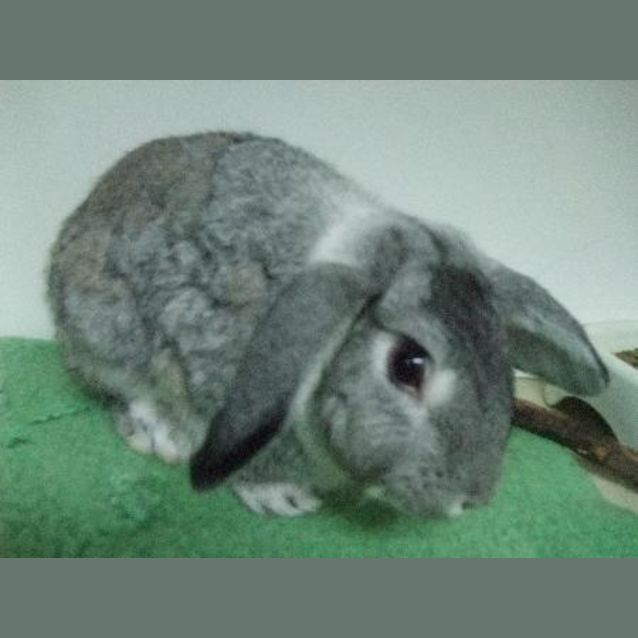 Photo of C08840 "Corbett"