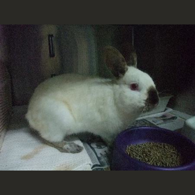 Photo of C7894 "Thumper"