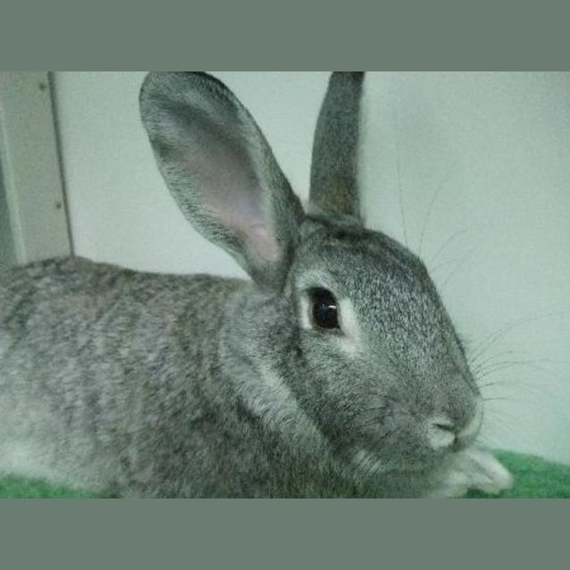 Photo of C08839 "Jenny"
