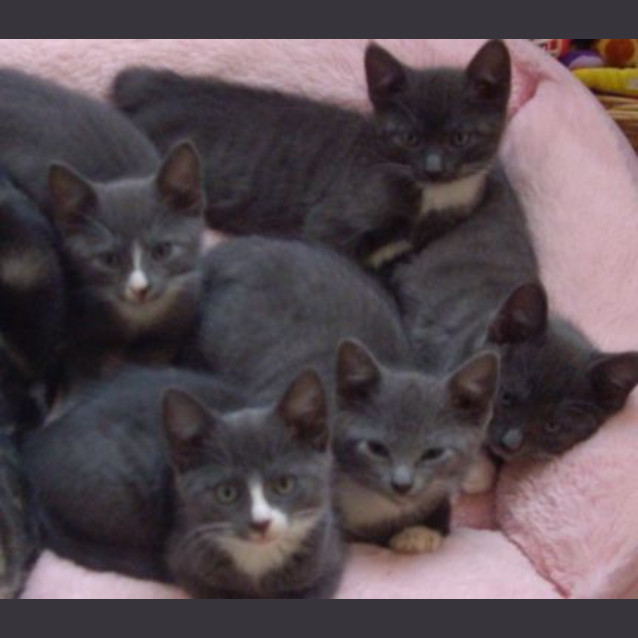 Photo of Blue Kittens