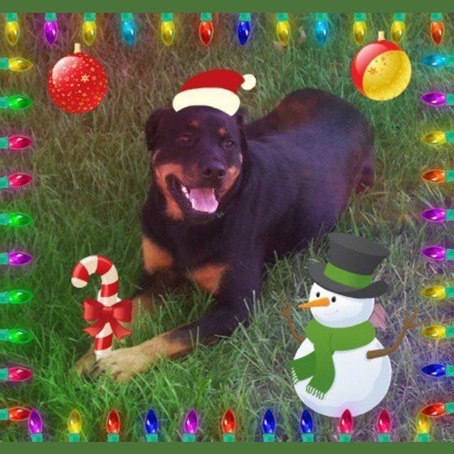 Photo of Arrabella * Foster Carer Needed*