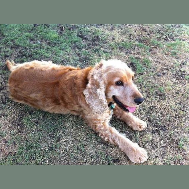 Photo of ** Adoption Pending**Sam