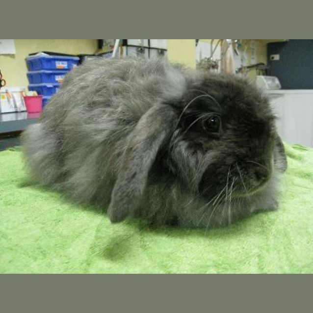 Photo of Gray Cashmere Lop