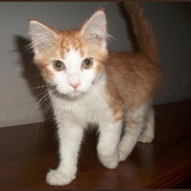 Photo of Peanut