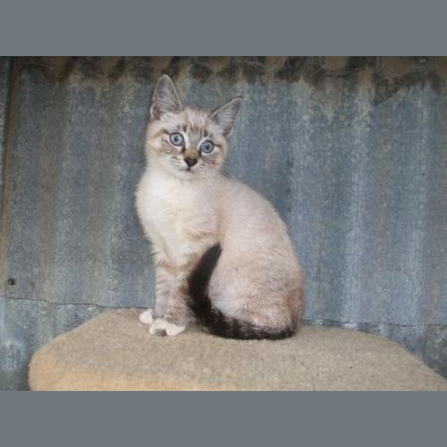 Photo of Lynx