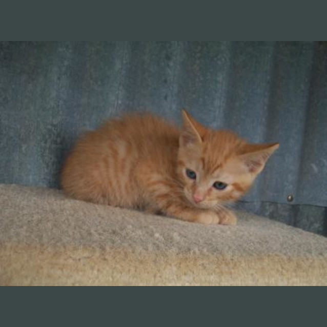 Photo of Taz
