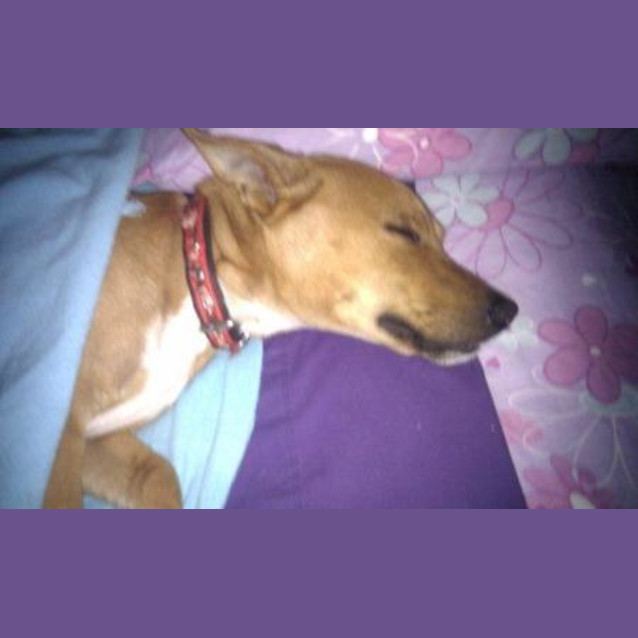 Photo of Banjo