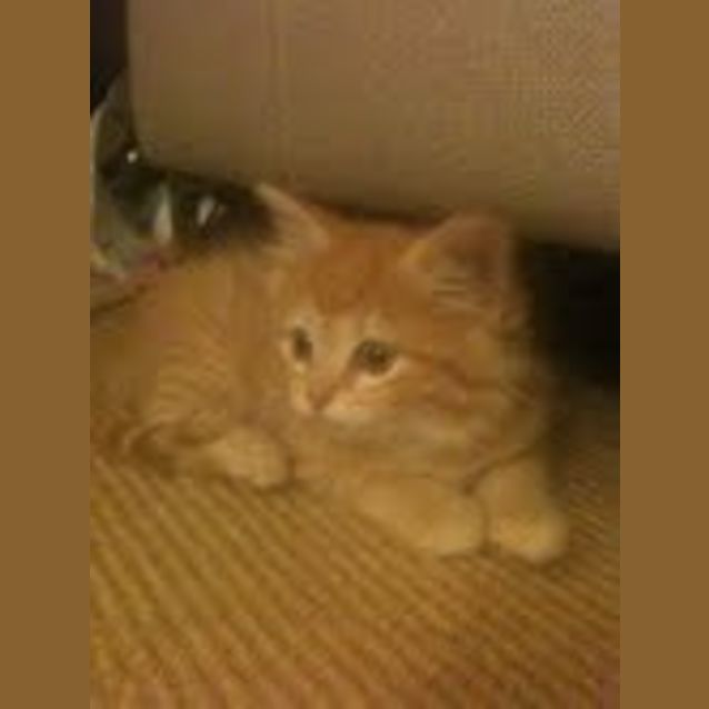 Photo of Gingersnaps