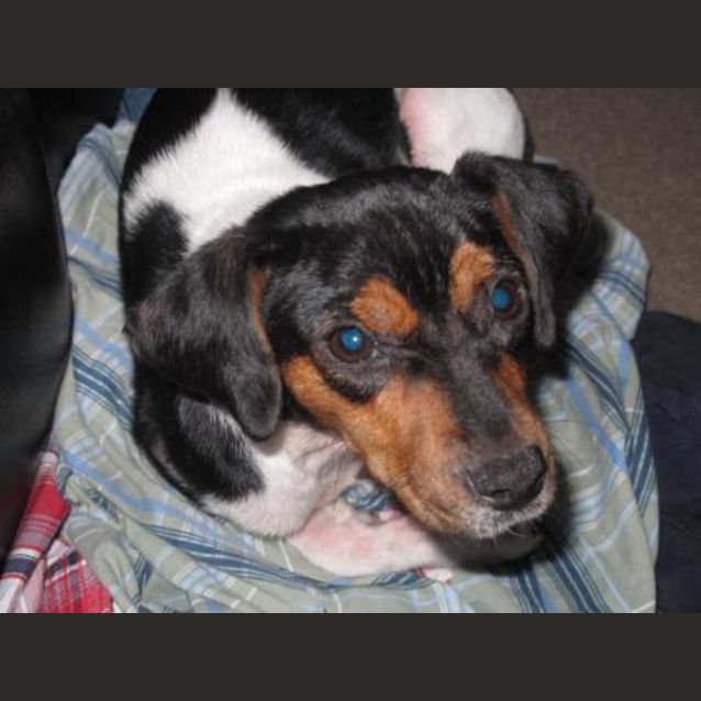 Photo of Charlie  **Now Adopted**