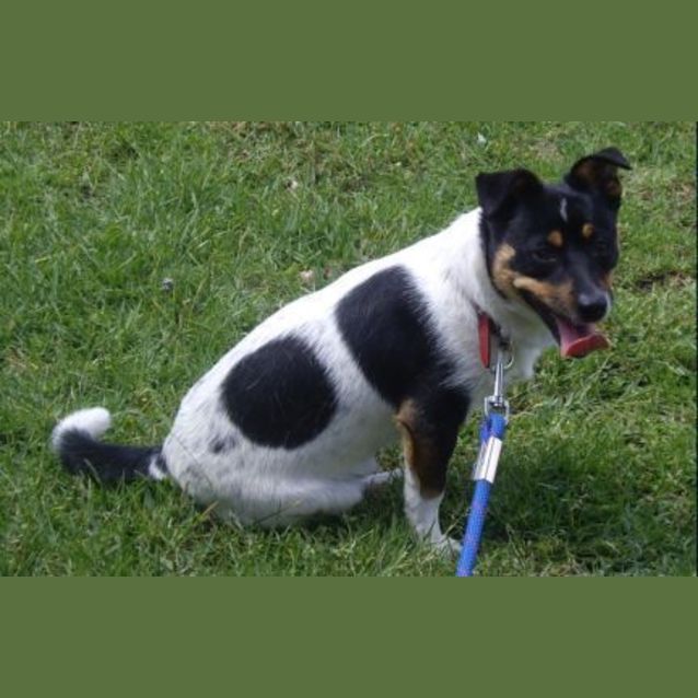Photo of Bundy  Adopted