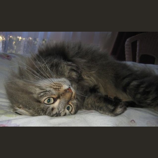 Photo of Bella ( Aka Tinkerbell)