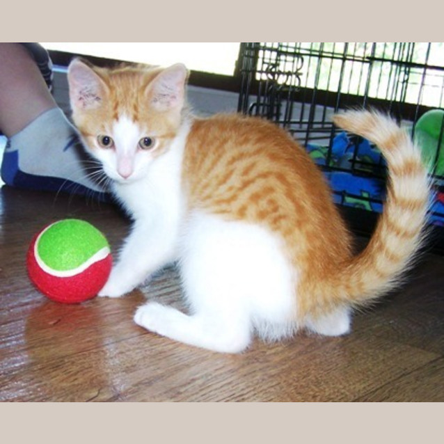 Photo of Skittles