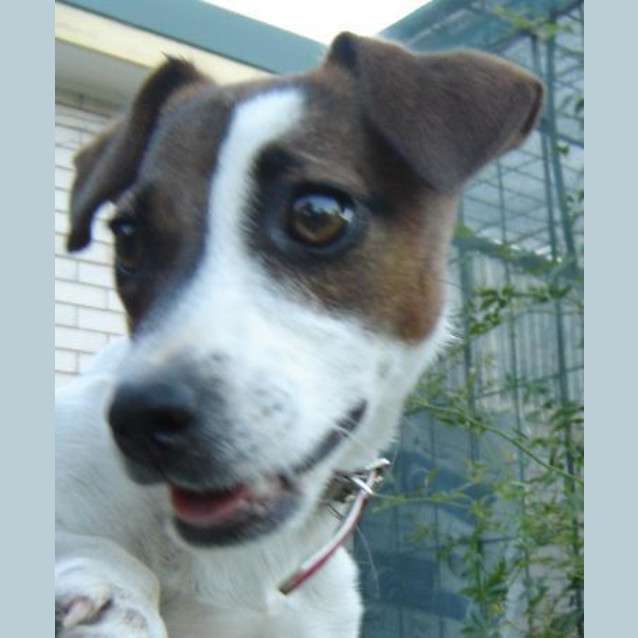 Photo of Adoption Pending~Gypsy