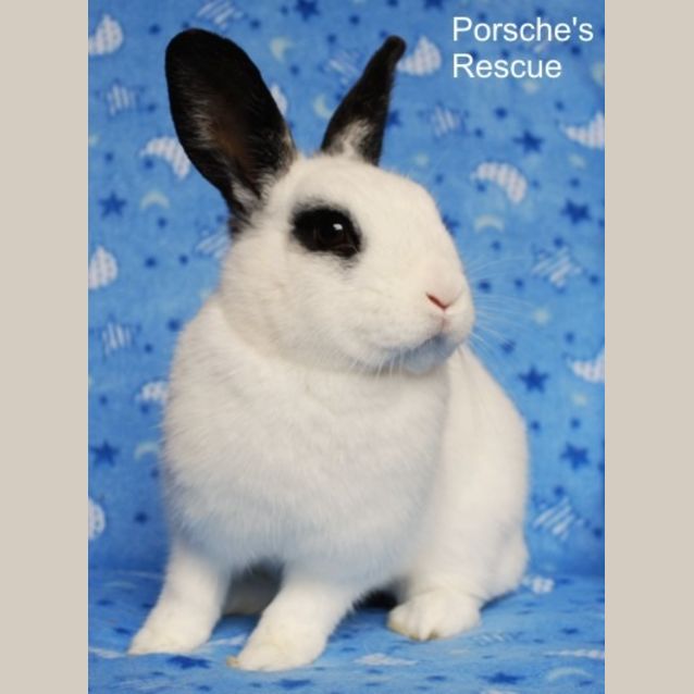 Photo of Mabel   Vaccinated And Desexed