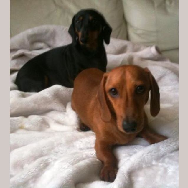 Photo of Biggles & Max