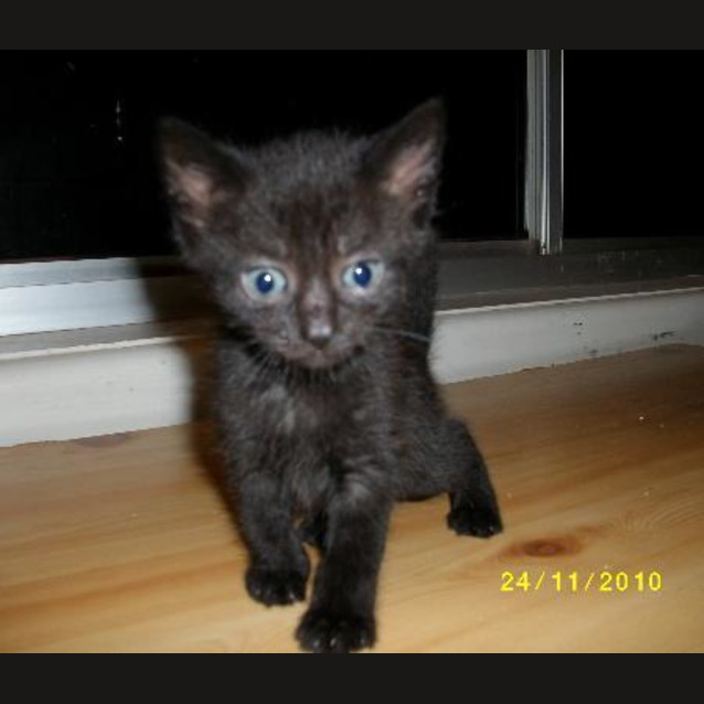 Photo of Possum   Adoption Pending