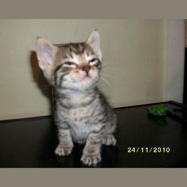 Photo of Mickey  Adoption Pending