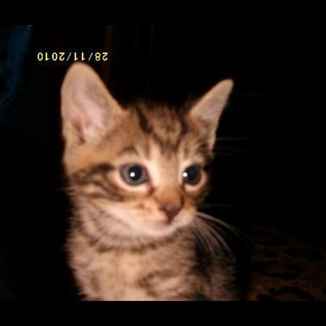 Photo of Tiger