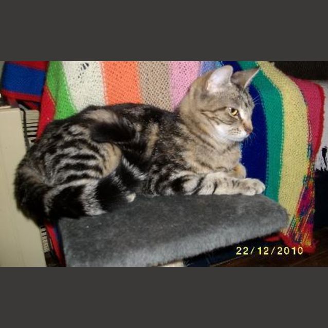 Photo of Gem   Precious Diamond...