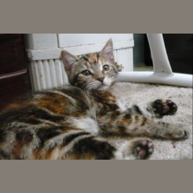 Photo of Freda   Adopted