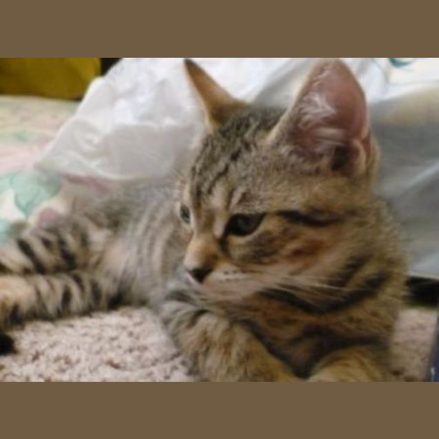 Photo of Teabeau