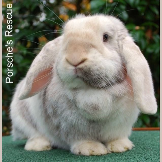 Photo of Patricia  Desexed And Vaccinated