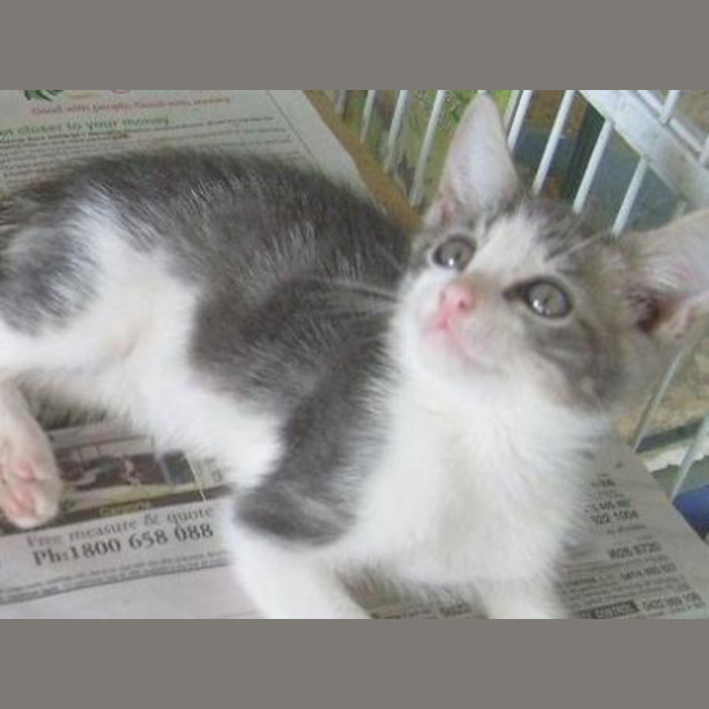 Photo of Lucky