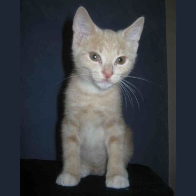 Photo of Munchkin
