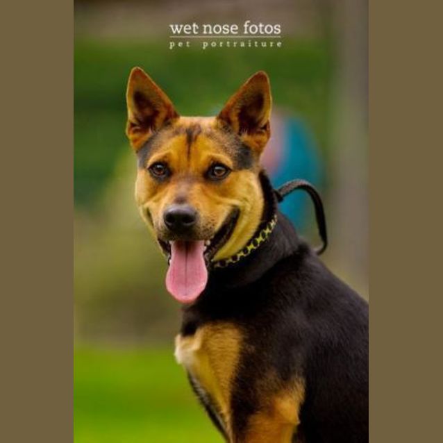 Photo of Scooby