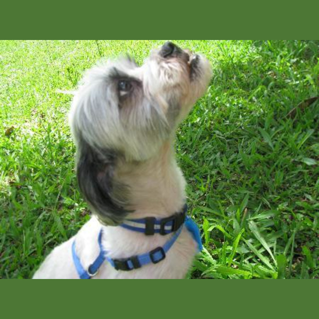 Photo of Ollie
