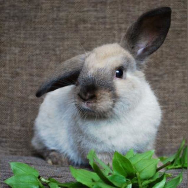Photo of Dasher  Desexed And Vaccinated