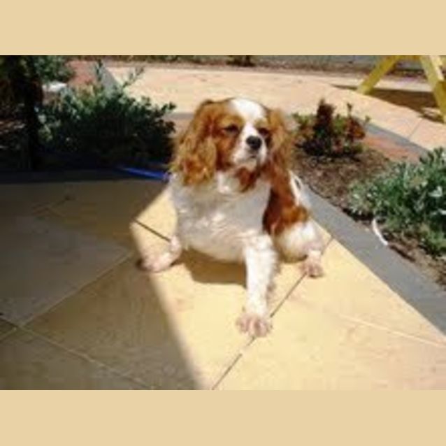 Photo of Rose